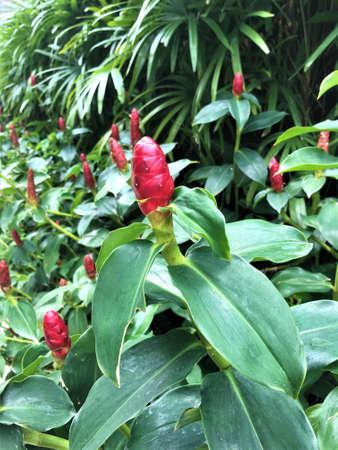 Beautiful red flower in the botanical garden, Bangkok, Thailand