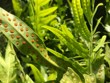 Ferns with holes on leaves, closeup.