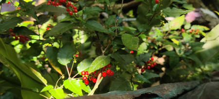 Close-up of red berries on a branch in the garden.