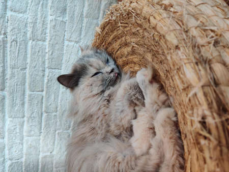 Cute cat sleeping in a wicker basket.の写真素材