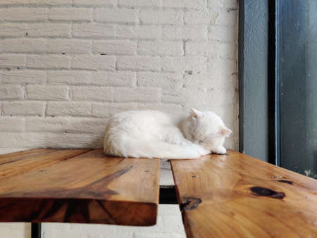 A white cat is sleeping on a wooden table in front of a brick wall.の写真素材