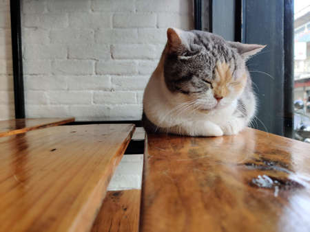 A tabby cat is lying on a wooden table in a cafe.の写真素材