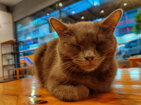 British shorthair cat lying on a wooden table in a cafe.の写真素材
