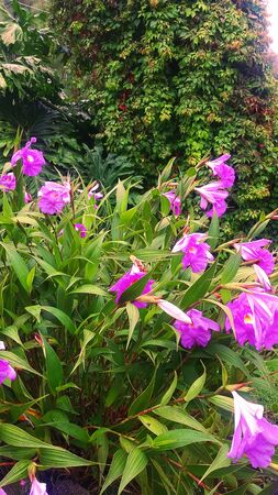 Garden with flowersのeditorial素材