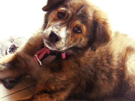 Puppyのeditorial素材