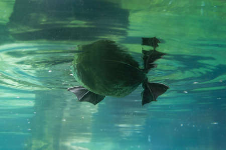Underwater duckの写真素材