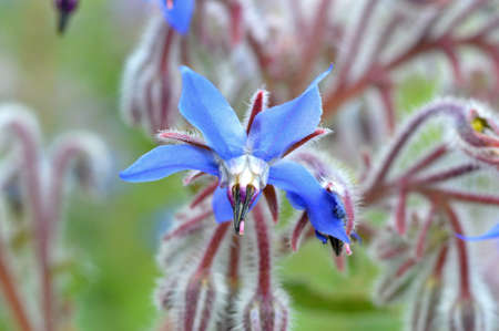 Close up of borage (Borago officinalis)