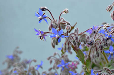 Close up of borage (Borago officinalis)の写真素材