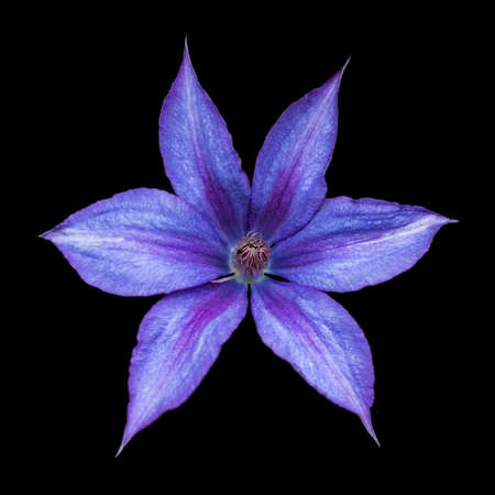 Close-up of violet clematisの写真素材