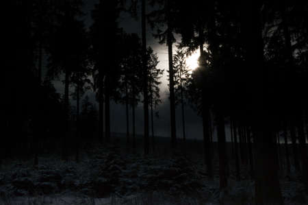 Dark forest with sunbeam breaking through the bolesの写真素材