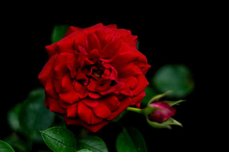 Single bossom of red roseの写真素材