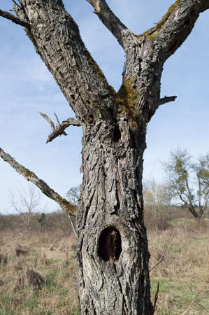 Old tree with hole in stemの写真素材