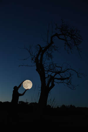 Rising the full moon, blue night, silhouette of treeの写真素材