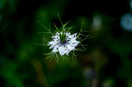 Close-up of love-in-a-mist, Nigella damascenaの写真素材
