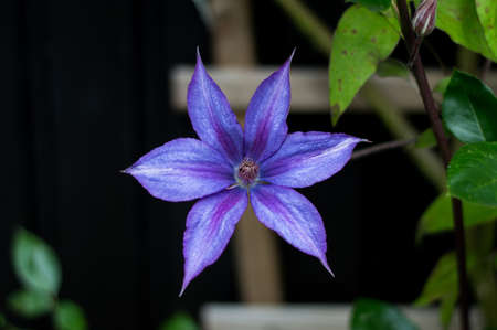 Purple clematisの写真素材