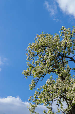 Flowers of pear tree in springの写真素材
