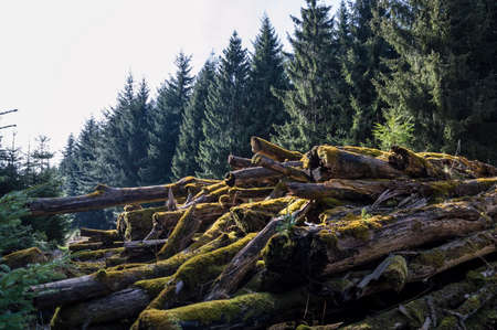 New live from molding trees