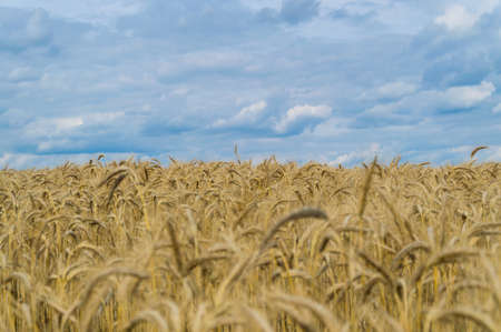 Endless golden cornfield in autumn blue cloudy sky