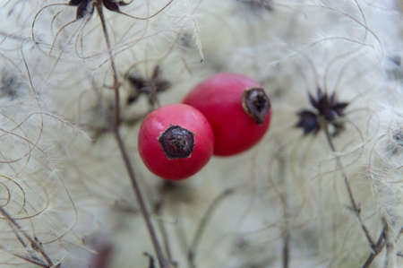 rosehip dog rose - Rosa caninaの写真素材