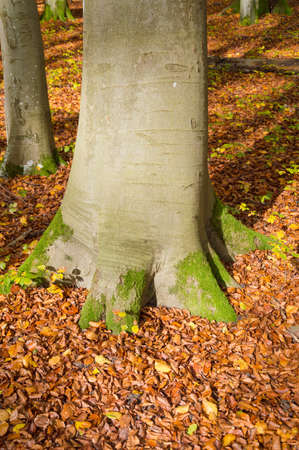 massive stem of a beechの写真素材
