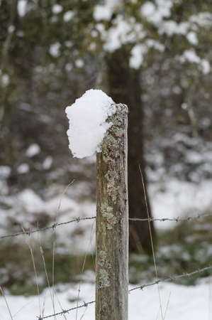 moss and snow covered fence post with barb wire in winterの写真素材