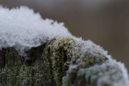 moss and snow covered fence post with barb wire in winterの写真素材