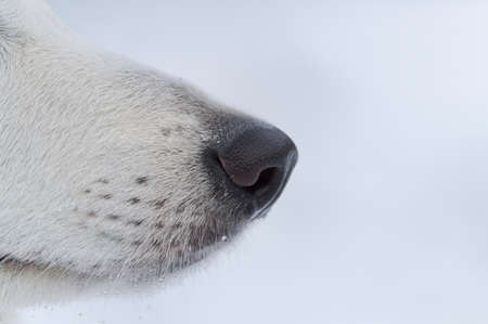 Nose of white shepherd dogの写真素材