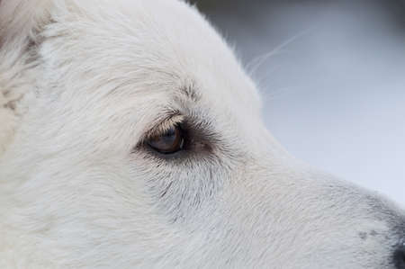 Eye of white shepherd dog