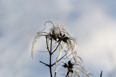 dead flower of graybeard slightly covered under iceの写真素材