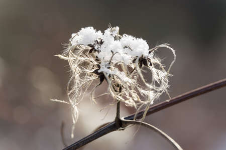 dead flower of graybeard slightly covered under iceの写真素材
