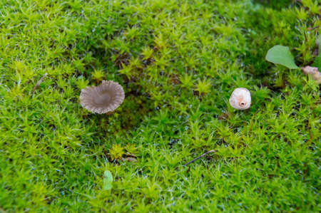 mushroom on green mossの写真素材