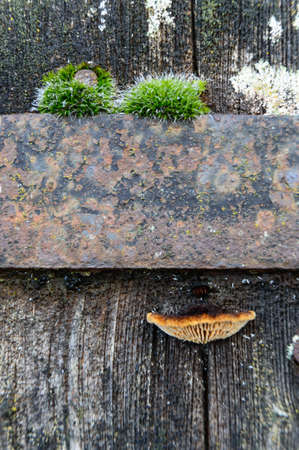 Moss, mushroom and iron on old gates doorの写真素材