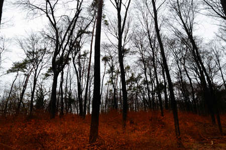 Dark winter forest with red leaves on the groundの写真素材