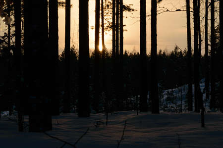 Scandinavia winter sunset forestの写真素材