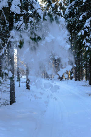 tree avalanche in scandinavian winter forestの写真素材