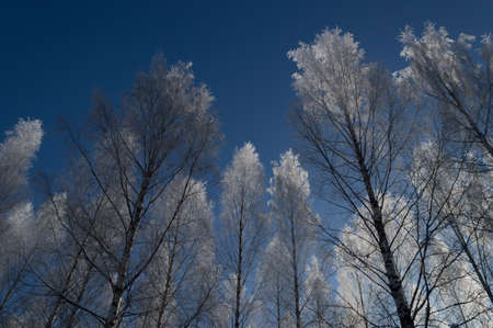white frost on tree during sunny finnish winter dayの写真素材