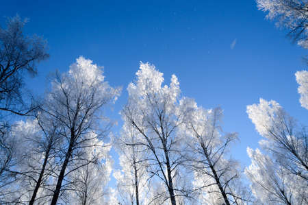white frost on tree during sunny finnish winter dayの写真素材