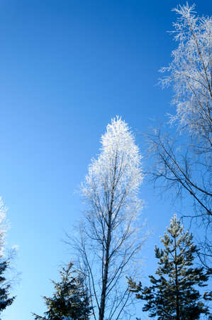 white frost on tree during sunny finnish winter dayの写真素材