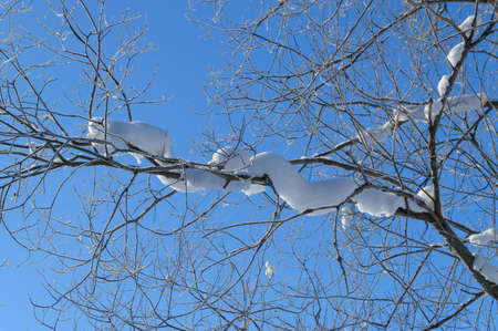 snow covered branch of birchの写真素材