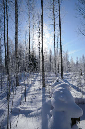 sunrise through birch forest in deep scandinavian winter frostの写真素材