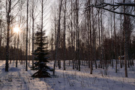 sunrise through birch forest in deep scandinavian winter frostの写真素材