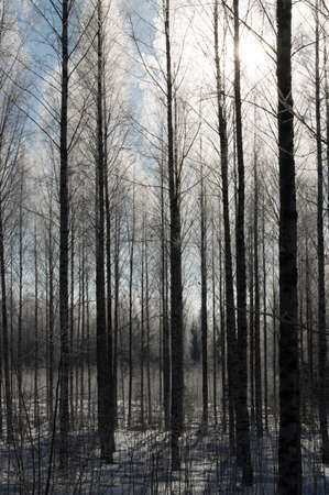 birch forest in deep scandinavian winter frostの写真素材