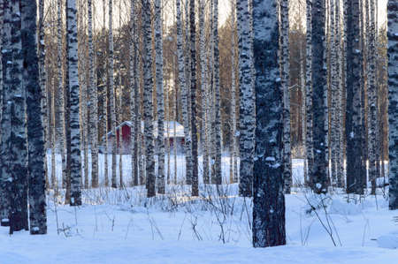 Hidden house in scandinavian winter birch forestの写真素材