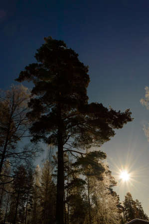 Sun rise over frozen treesの写真素材
