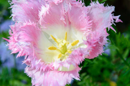 Dallas tulip blossom in white and pinkの写真素材
