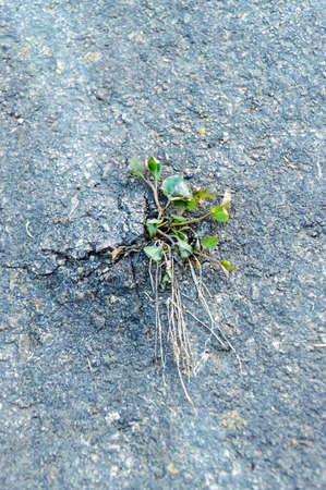 Green is planning breaking through asphaltの写真素材