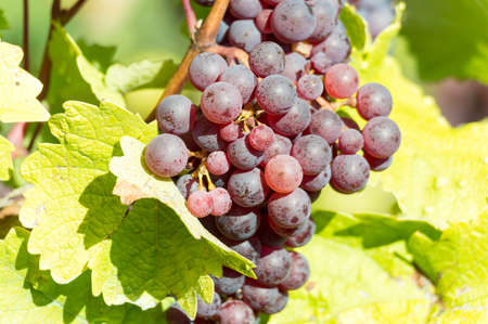 Bunch of red grapes on common grape vine