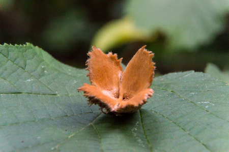 Empty beechnut on green leafの写真素材