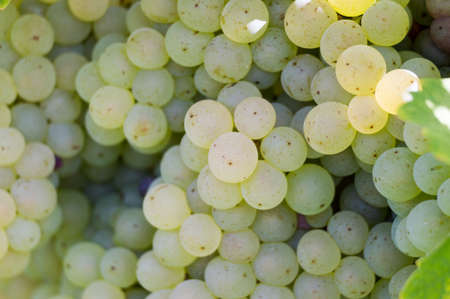 Bunches of green grapes in autumnの写真素材