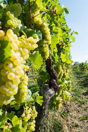 Bunches of green grapes in autumnの写真素材